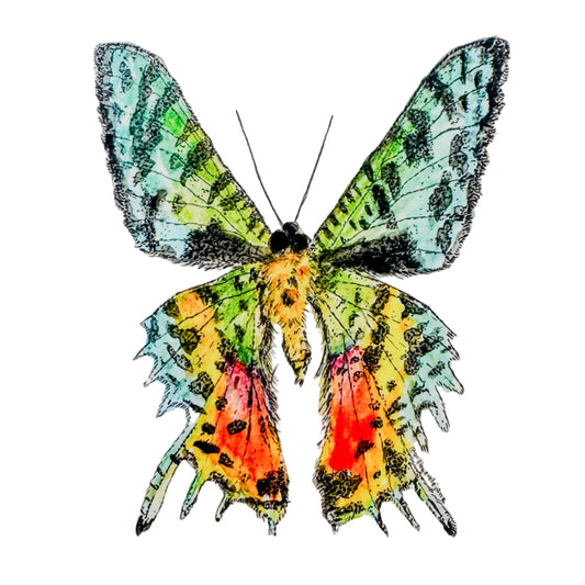 Colorful butterfly illustration sticker